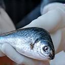 鮮度の高い魚を扱う専門家。